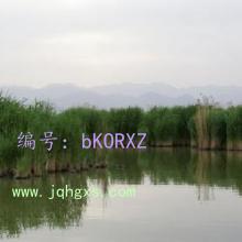 Բ