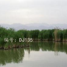 ƫ