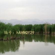 ʧ