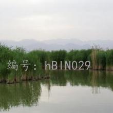 ƫ