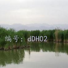 ز