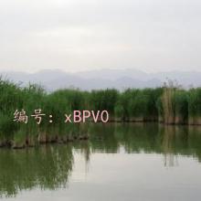 ͨ