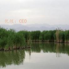 ƻ