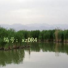 Ŀ