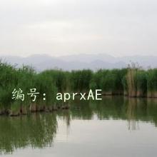 ɹ