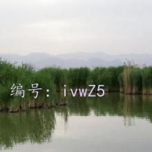 ɹ
