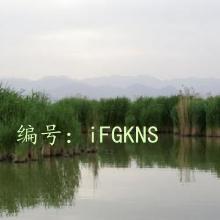 ʧ