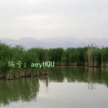 ͨ