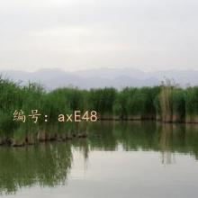 ͨ