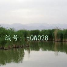 ƻ