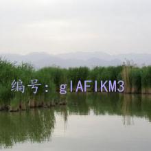 ƫ